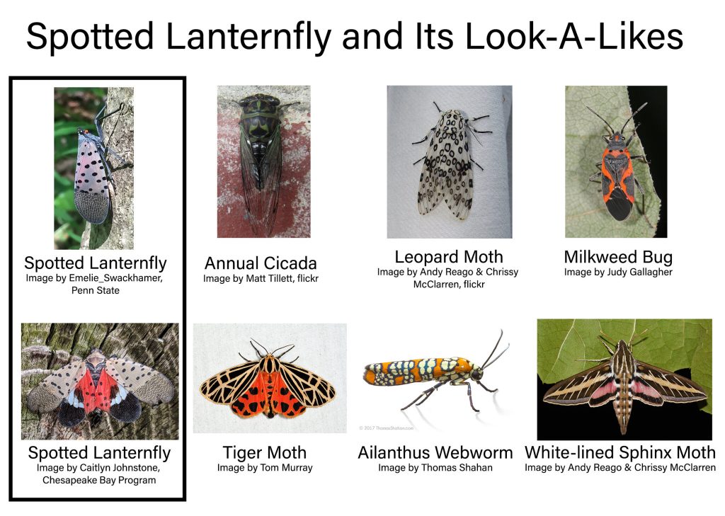 Spotted Lanternfly Lookalikes